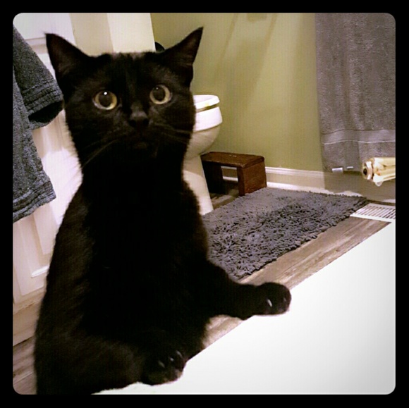 Meet your Posher, Taylor - Picture 1 of 1